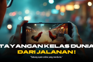 Mengenal Ayam Bangkok: Raja Sabung Ayam SV388