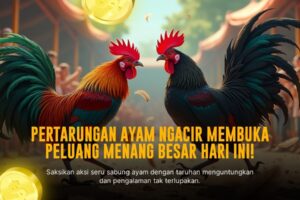 Mengenal Ayam Bangkok: Raja Sabung Ayam Paling Ditunggu
